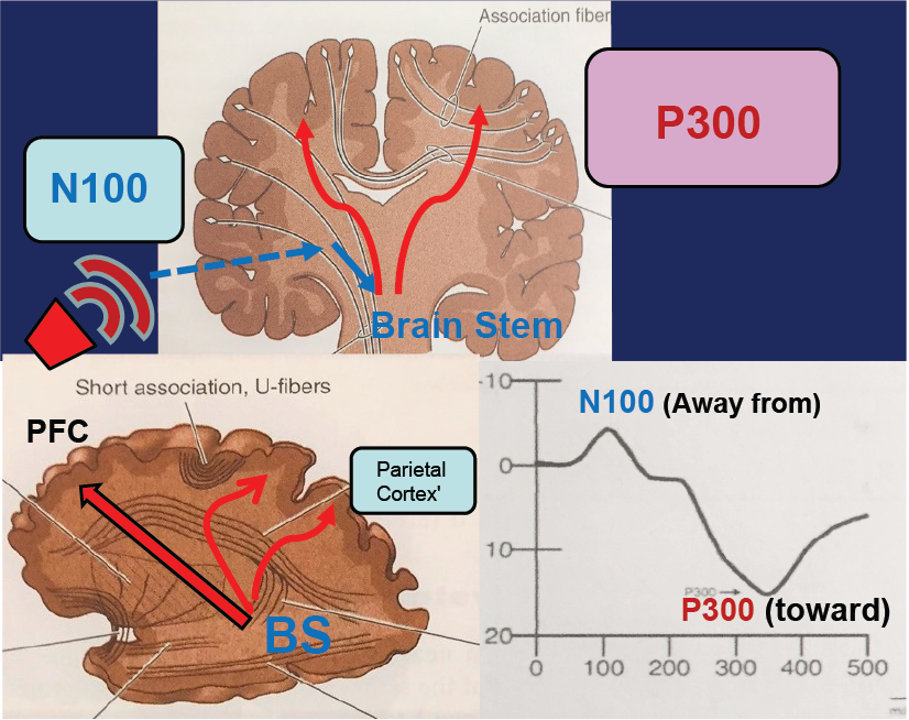 ERP component of EEG 